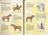 Horses and ponies sticker book