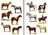 Horses and ponies sticker book