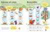 Usborne Workbooks Spelling 5-6