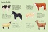 Farm Animals to Spot