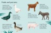 Farm Animals to Spot