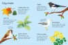 Urban Wildlife to Spot
