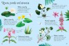 Flowers to Spot