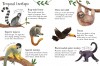 Zoo Animals to Spot