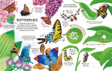 See Inside Bugs and Butterflies