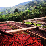Uganda Coffee Yard 100% arabica - 200g