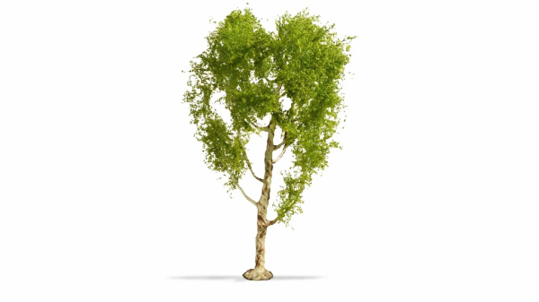 Noch Bříza péřová