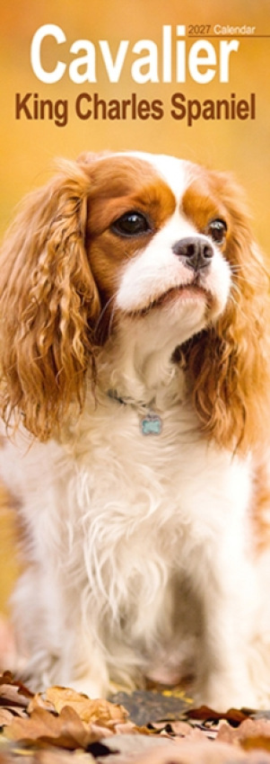 Cavalier King Charles Spaniel Slim