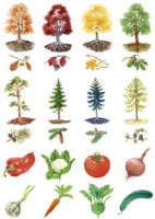 Vystřihovací příloha k učebnice prvouky (1. roč. ZŠ)