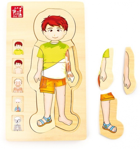 Vrstvené puzzle - Anatomie Tim