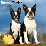 Boston Terrier Calendar 2026  Square Dog Breed Wall Calendar - 16 Month