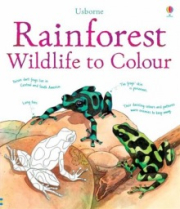 Rainforest wildlife to colour