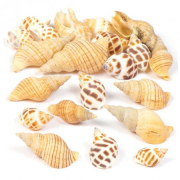 Spirálové mušle k tvoření (balení 200g) - AV167